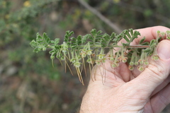 Dodonaea boroniifolia