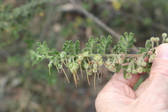 Dodonaea boroniifolia
