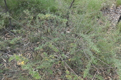 Dodonaea boroniifolia