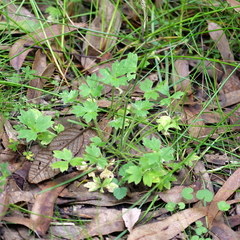 Ranunculus sessiliflorus
