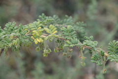 Dodonaea boroniifolia