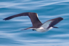 Onychoprion anaethetus