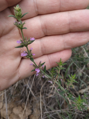 Micromeria graeca