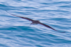 Onychoprion anaethetus