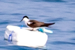 Onychoprion anaethetus