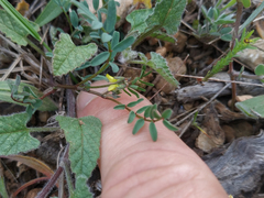 Hippocrepis ciliata