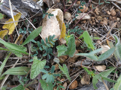 Hippocrepis ciliata