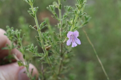 Prostanthera cryptandroides euphrasioides