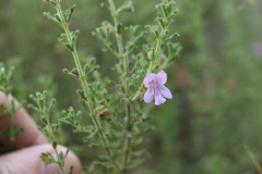 Prostanthera cryptandroides euphrasioides