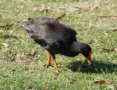 Gallinula tenebrosa tenebrosa