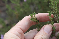 Prostanthera cryptandroides euphrasioides