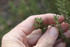 Prostanthera cryptandroides euphrasioides