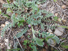 Astragalus sesameus