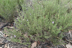 Prostanthera cryptandroides euphrasioides