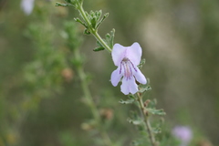 Prostanthera cryptandroides euphrasioides