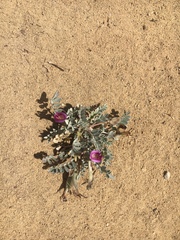 Astragalus amphioxys