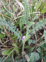 Astragalus sesameus