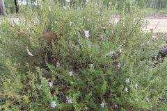 Prostanthera cryptandroides euphrasioides