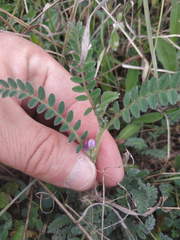 Astragalus sesameus
