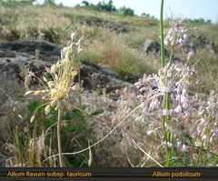 Allium podolicum