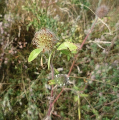 Trifolium diffusum