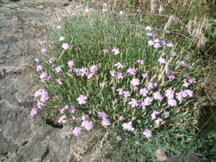 Dianthus hypanicus