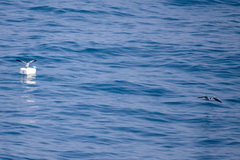 Onychoprion anaethetus