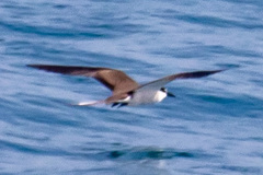 Onychoprion anaethetus