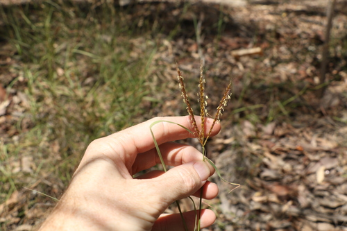 Image of Eulalia aurea by (c) Greg Tasney, some rights reserved (CC BY-SA)