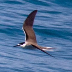 Onychoprion anaethetus