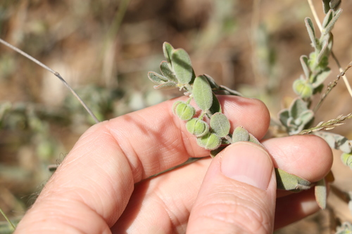 Image of Phyllanthus fuernrohrii by (c) Greg Tasney, some rights reserved (CC BY-SA)