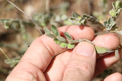 Phyllanthus fuernrohrii