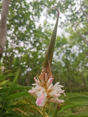 Alpinia oxyphylla