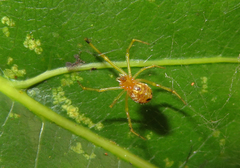 Theridion zonulatum
