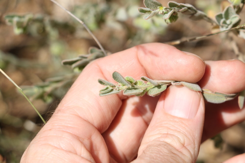 Image of Phyllanthus fuernrohrii by (c) Greg Tasney, some rights reserved (CC BY-SA)