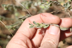 Phyllanthus fuernrohrii