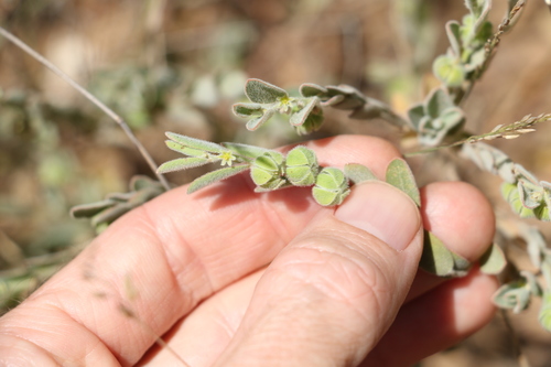 Image of Phyllanthus fuernrohrii by (c) Greg Tasney, some rights reserved (CC BY-SA)