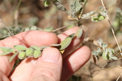 Phyllanthus fuernrohrii