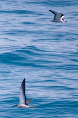 Onychoprion anaethetus