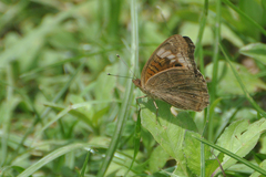 Junonia genoveva