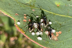 Dolichoderus scabridus