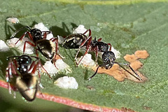 Dolichoderus scabridus