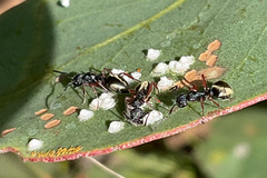 Dolichoderus scabridus