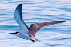 Onychoprion anaethetus