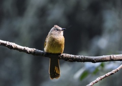 Pycnonotus flavescens