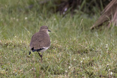 Vanellus melanopterus