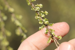 Micromyrtus sessilis