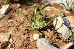 Hohenackeria exscapa