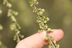 Micromyrtus sessilis