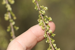 Micromyrtus sessilis